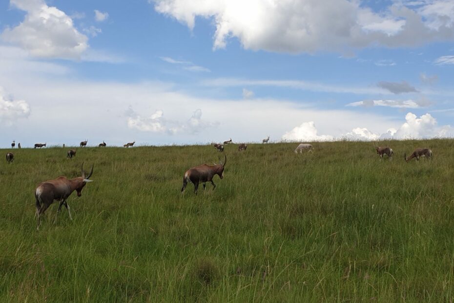 Di Plek Wildlife Farm