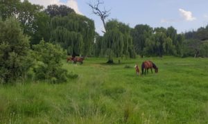 Di Plek horses