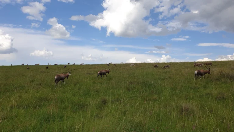 Buck on the Fonteinhoek farm