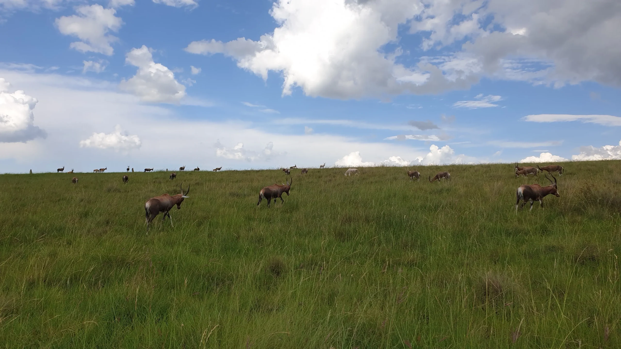 Buck on the Fonteinhoek farm